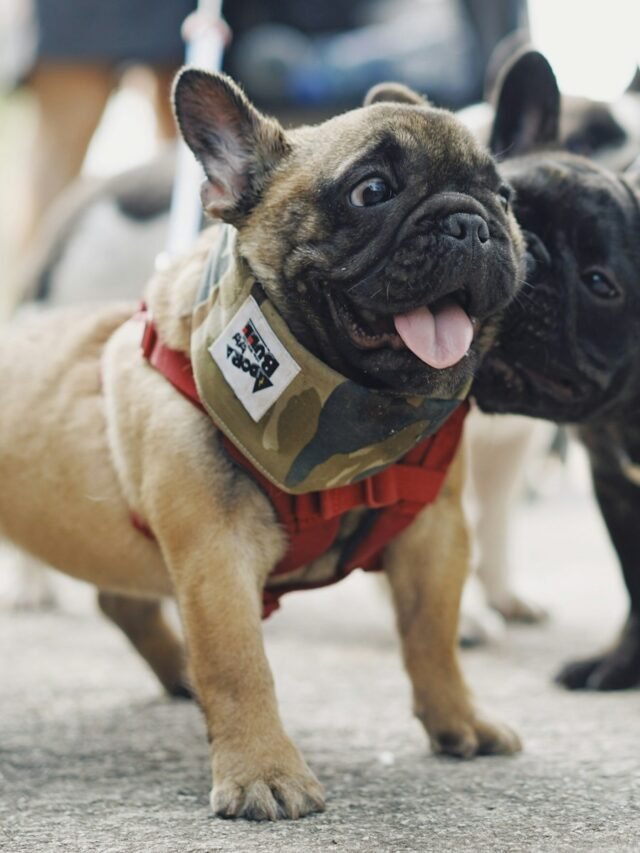 8 Bulldog Breeds to Bring Home for a Loving Furry Friend