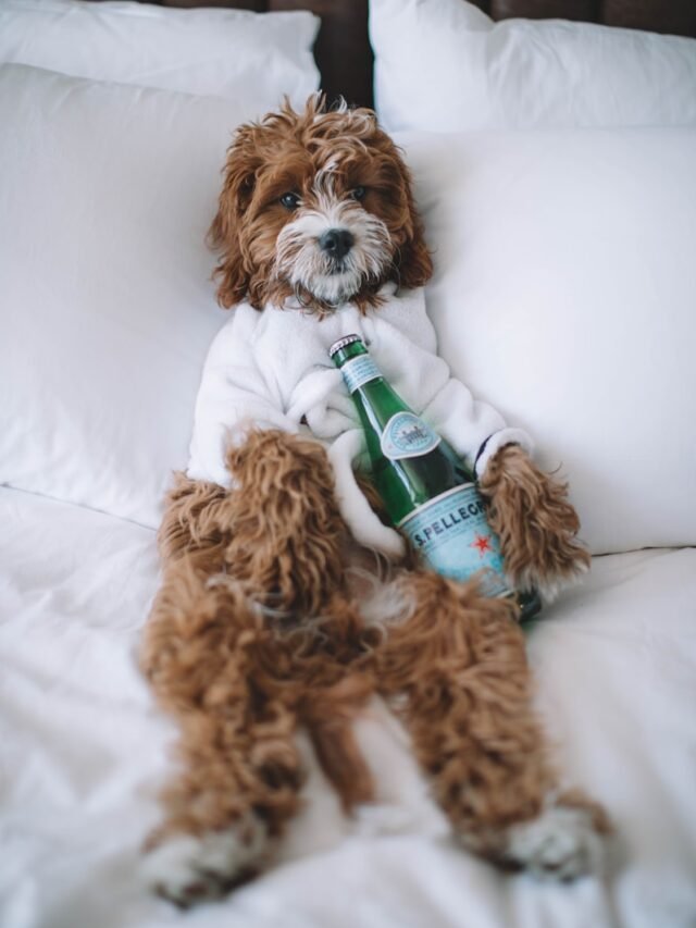 Cavapoo