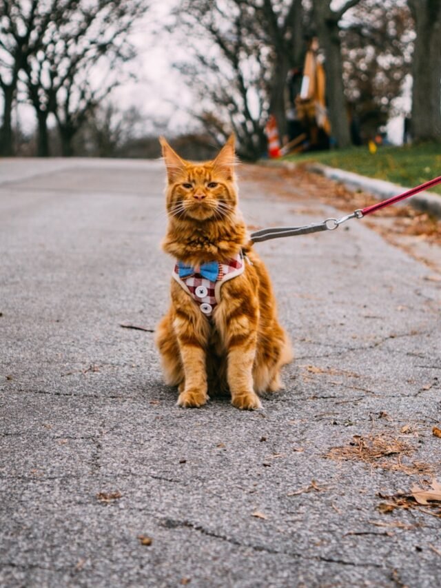 Maine Coon