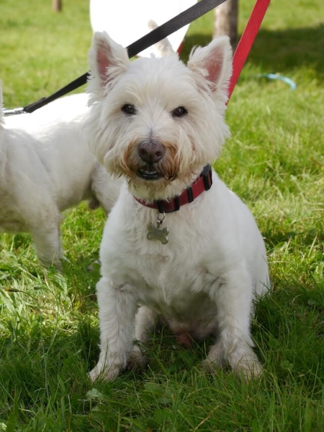 A Top Rarest Biewer Terrier Dog Breeds in USA