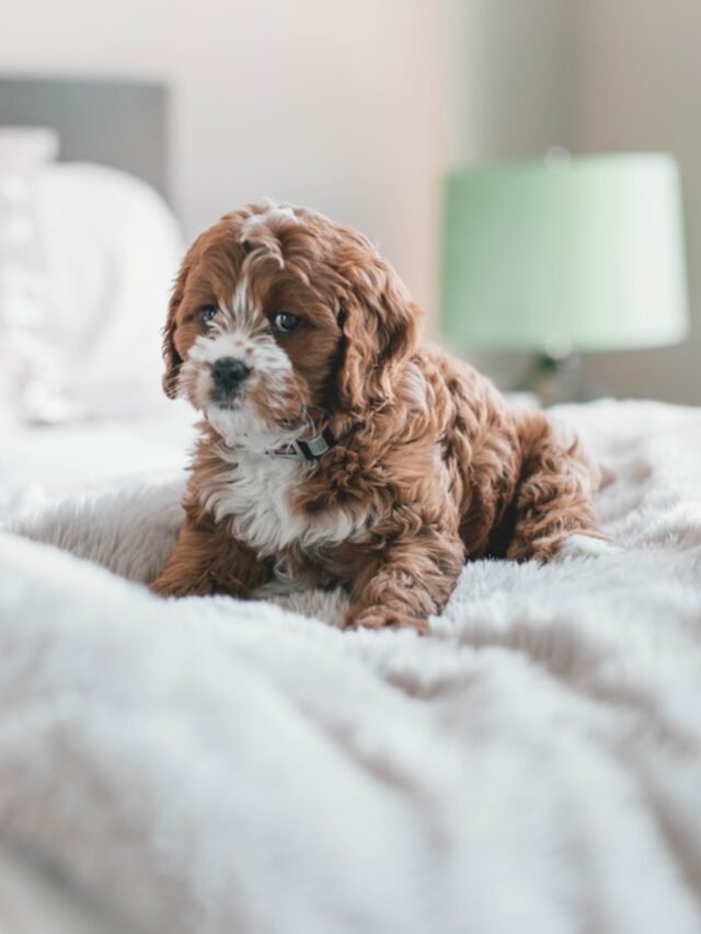 Cavapoo